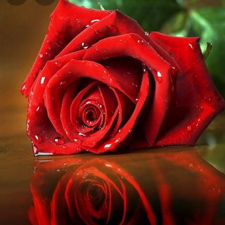 Telegram profile photo for مرجانة 🌷 البحر