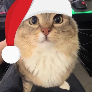 Telegram profile photo for Amora New Year