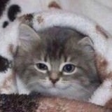 Telegram profile photo for Сало, мёд, компот и гвозди
