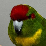 Telegram profile photo for Макар Говорешкин