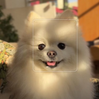 Telegram profile photo for Пан собака и его приживалка