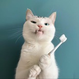 Telegram profile photo for Cat With Toothbrush