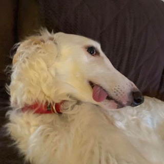 Telegram profile photo for 🗡️🪖OlezaTankist 🌸✨
