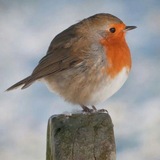 Telegram profile photo for Фотки от капуст