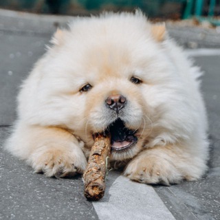 Telegram profile photo for Норман Чау-Чау