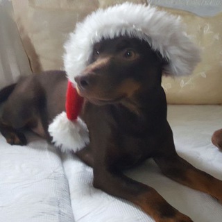 Telegram profile photo for Animals_Healing 🪽 🕊 🪽Liječenje životinja