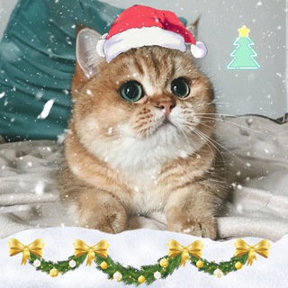 Telegram profile photo for Cheat standoff 2 iOS tery9876