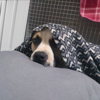 Telegram profile photo for согреть всех и не выгореть ❤️🩹🐾 | Домашняя передержка Краснодар