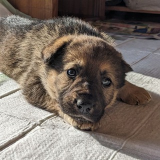 Telegram profile photo for Первомайские щенки в добрые руки