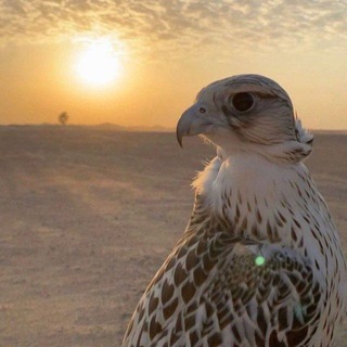 Telegram profile photo for الكنز الدفين