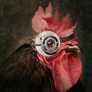 Telegram profile photo for Robocock π