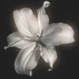 Telegram profile photo for Freedom