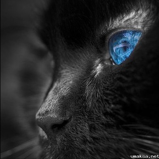 Telegram profile photo for мудрые мысли на каждый день.