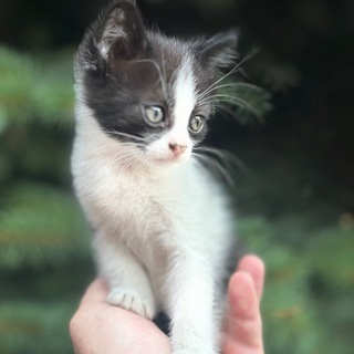 Telegram profile photo for Another random cat