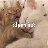 Telegram profile photo for 艺术cherries彡