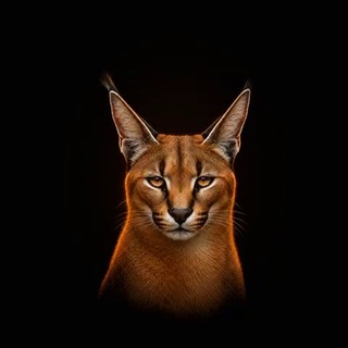 Telegram profile photo for CXH | Новости