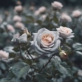Telegram profile photo for 𝑭 فيصل للأجر
