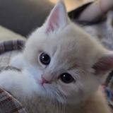 Telegram profile photo for препарирую фэнзу