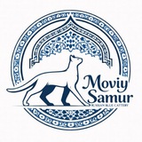 Telegram profile photo for "Moviy Samur" Russian Blue Cattery