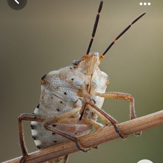 Telegram profile photo for Замечтавшиеся клопы
