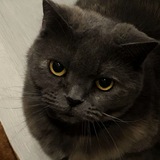 Telegram profile photo for yankinks's diary