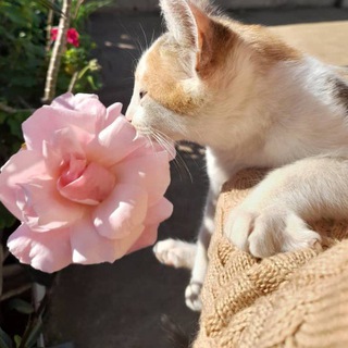 Telegram profile photo for • مَࣩاࠗرၺسِܱܰليަِنْۨۨۨۨۨۨۨۨ~𝐌𝐀𝐑𝐂𝐄𝑳𝐄𝐍🎀🪐