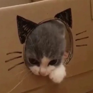 Telegram profile photo for поставка котичей