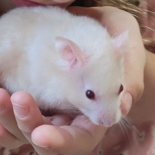 Telegram profile photo for 🌰 Хомячок 🐹 и коти 😺😺