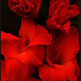 Telegram profile photo for О 🥀СОЗНАНИЕ РЕАЛЬНОСТИ