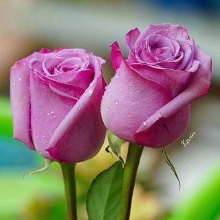 Telegram profile photo for گلهای زندگی
