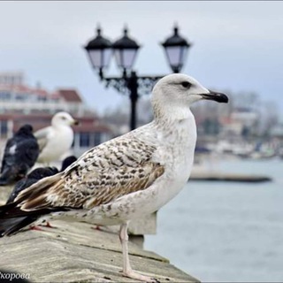 Telegram profile photo for Типичный СеVастополь