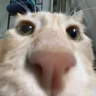 Telegram profile photo for Хранилище котячьих гифок