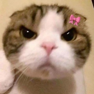 Telegram profile photo for LN
