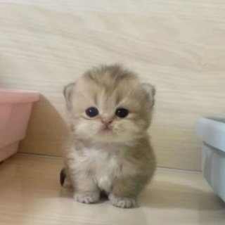 Telegram profile photo for mao cat