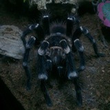 Telegram profile photo for T(x)arantula.