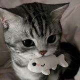 Telegram profile photo for 接享汇