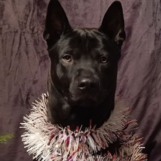 Telegram profile photo for Тайский риджбек. Жизнь собачья.