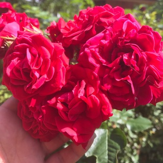 Telegram profile photo for 💓شيرين متن كده💓