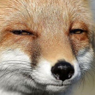 Telegram profile photo for ёбиксы