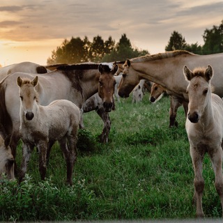 Telegram profile photo for Отдых Ранчо на Урале 🐴