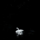 Telegram profile photo for swan society
