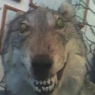 Telegram profile photo for GROUP CHEATER