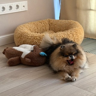 Telegram profile photo for Актимеля