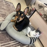 Telegram profile photo for ДаБеРмАн и Яшка