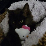 Telegram profile photo for “Meowpion”