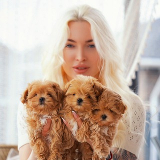 Telegram profile photo for Мальтипу , пудель , пушон Maltipoo Poodle Kate