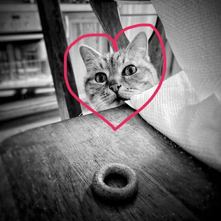 Telegram profile photo for 🐾Темоша и его лапке🐾🐝