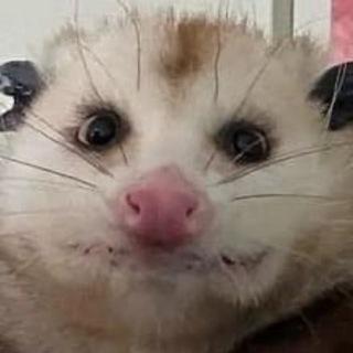 Telegram profile photo for Веселая / жизнь