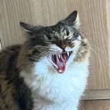 Telegram profile photo for Тоби и Хиночка котята
