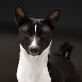 Telegram profile photo for Басенджи от Сигирии